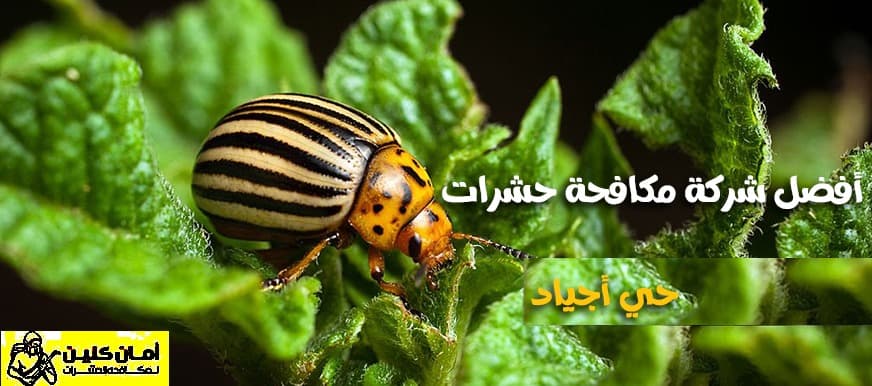 شركة مكافحة حشرات حي أجياد